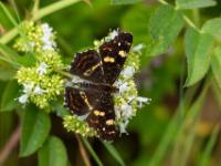 Landkärtchen Sommergeneration